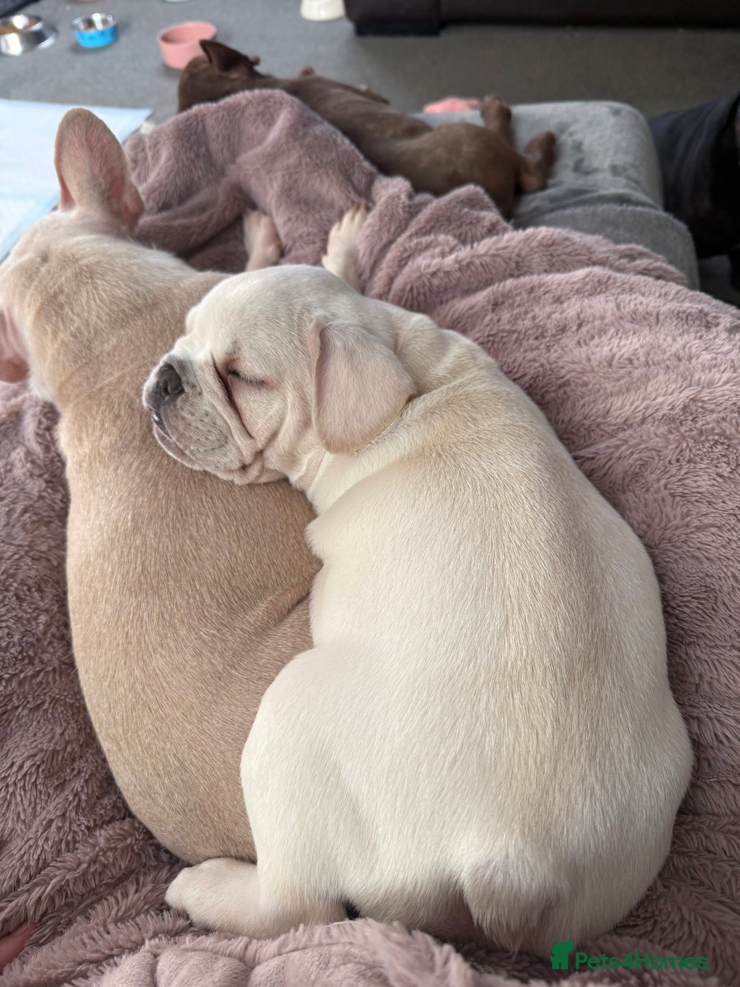 French Bulldog dogs for sale: French bulldog pups ❤️ - Advert 18