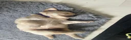 Golden Retriever dogs for sale: Mark Flanagan & Valerie Rochard  - Advert 2