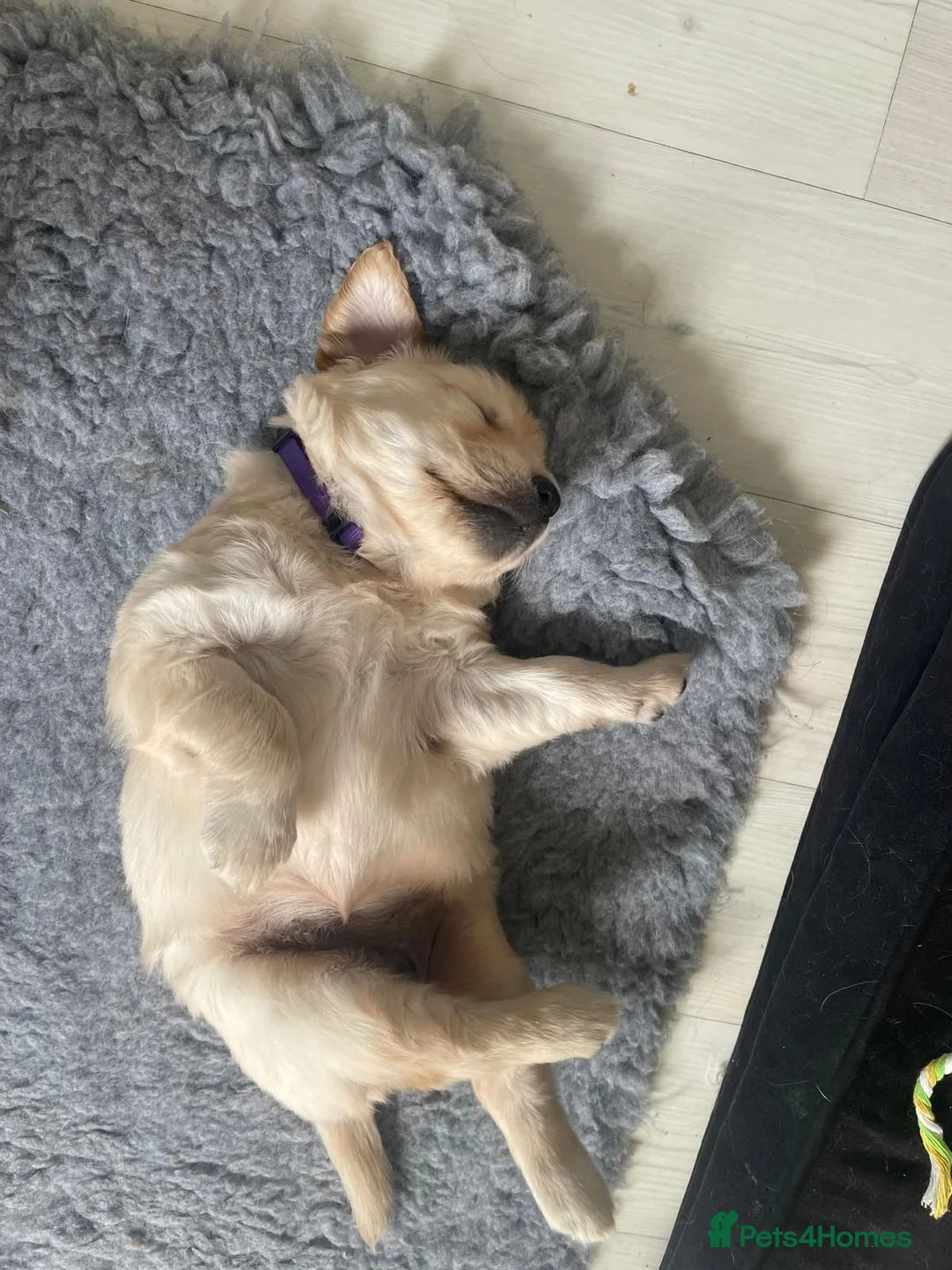 Golden Retriever dogs for sale: Mark Flanagan & Valerie Rochard  - Advert 2