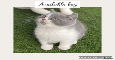British Shorthair cats - Advert 2