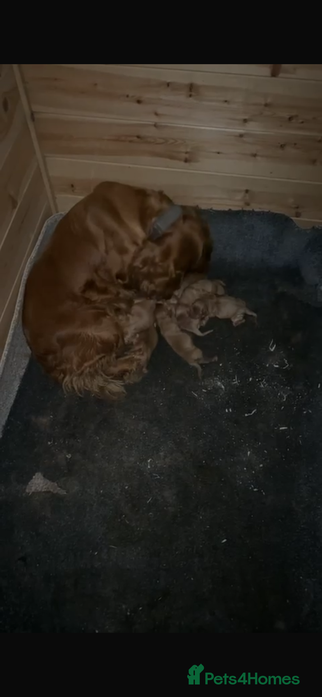 Cocker Spaniel dogs for sale: Cocker spaniel pups - Image 6
