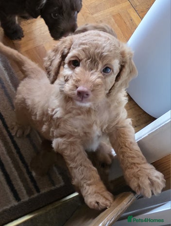 Cockapoo dogs - Advert 3