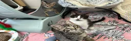 Mixed Breed cats for sale: Kittens looking for homes  - Advert 11