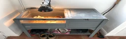 Tortoise reptiles for sale: Horsefield Tortoise  - Advert 6