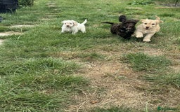 Cockapoo dogs for sale: F1 beautiful  cockapoo puppy’s  - Image 1