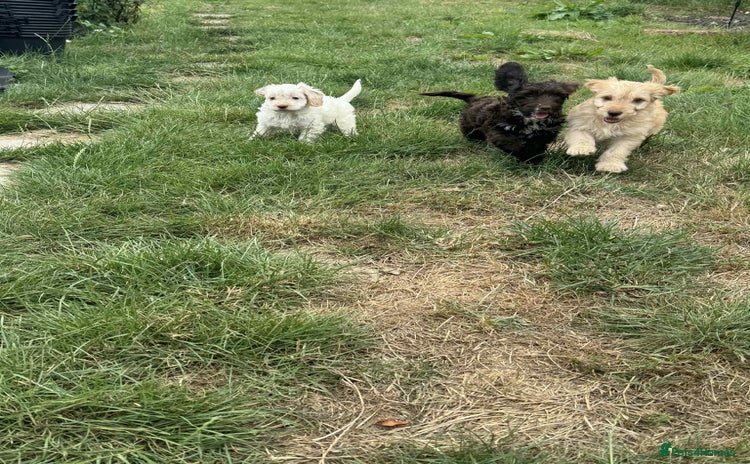 Cockapoo dogs - Advert 7