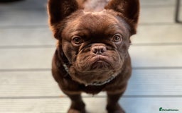 French Bulldog dogs for stud: Visual fluffy Choc Rojo and Isabella  in London - Image 4