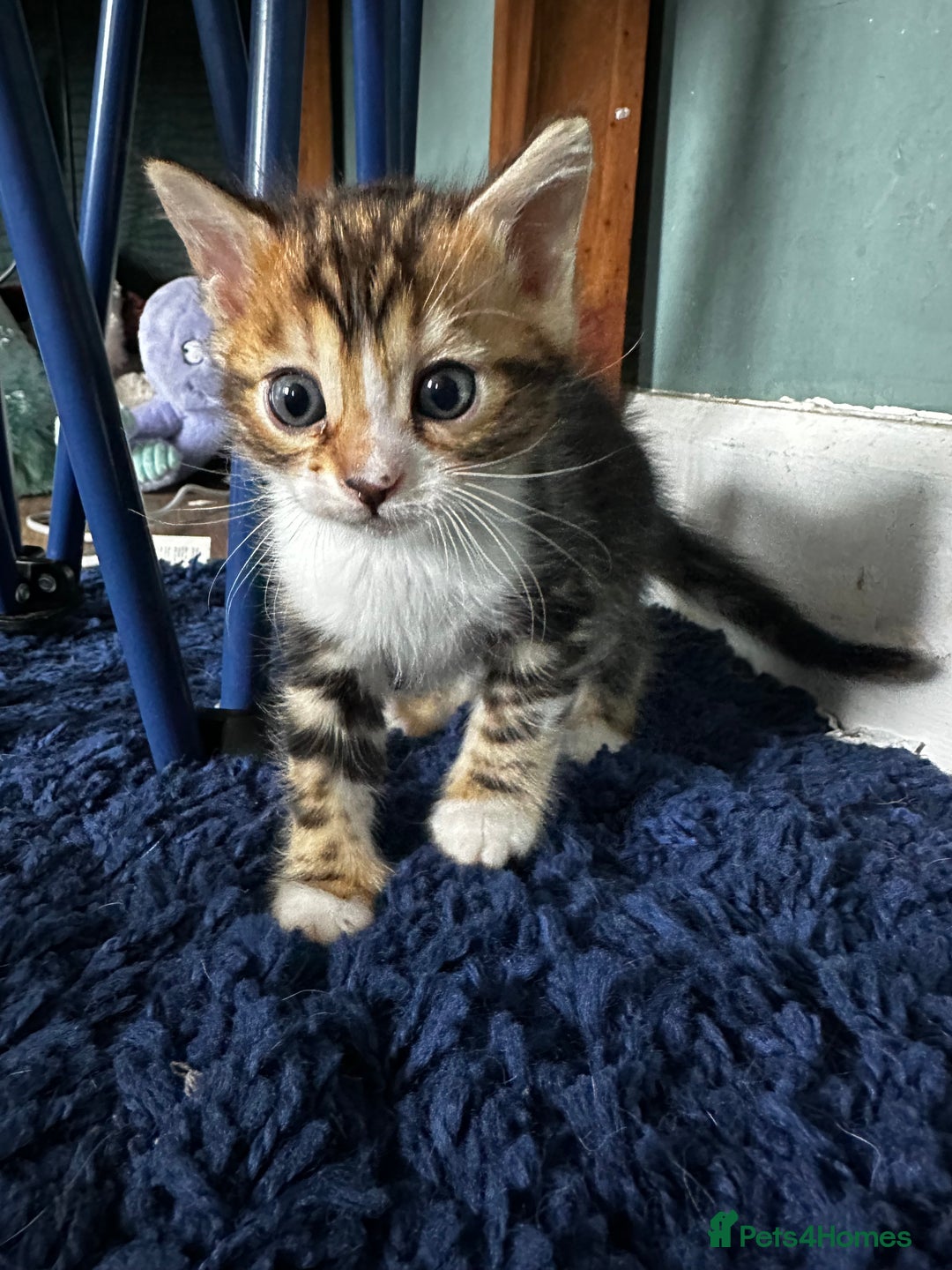Bengal cats for sale: Bengal kittens  - Image 17