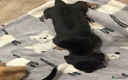 Miniature Dachshund dogs for sale: Mini dachshund puppies - Image 5