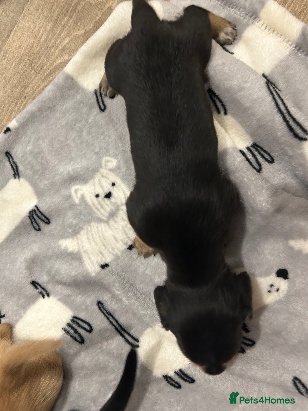 Miniature Dachshund dogs for sale: Mini dachshund puppies - Image 5