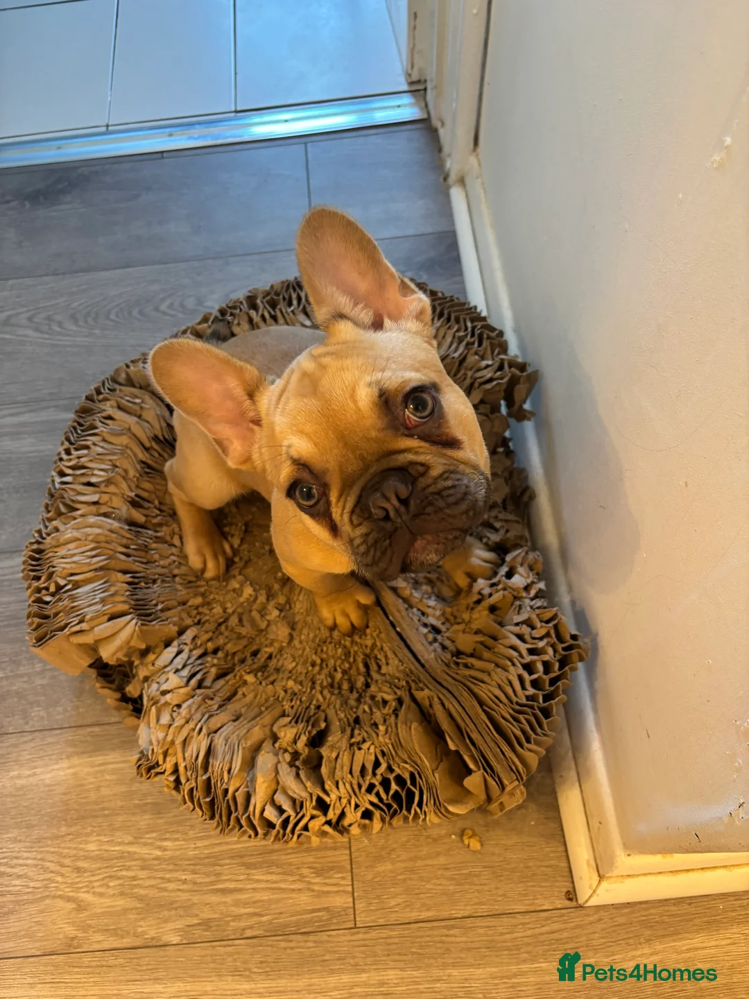 French Bulldog dogs for sale: French Bulldog Puppy 6 months old £1000 - Advert 2