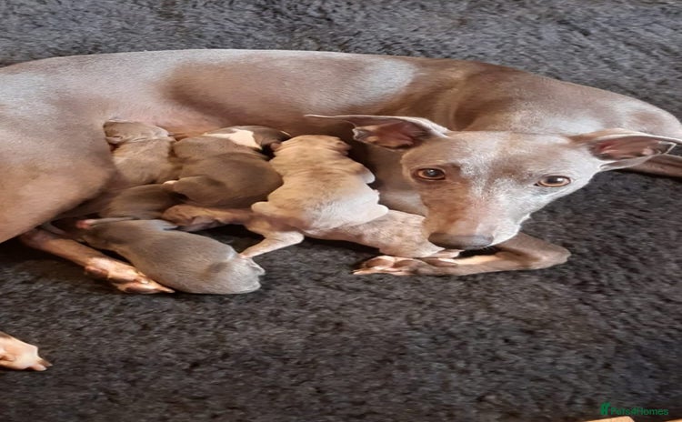 Whippet dogs - Advert 1