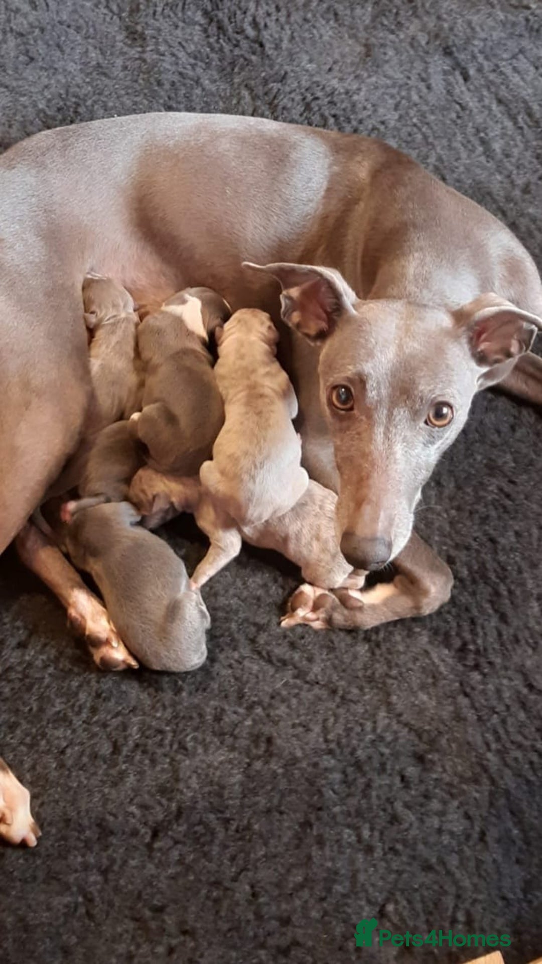 Whippet dogs for sale: 6 Gorgeous KC Reg Whippet Girls - Image 1