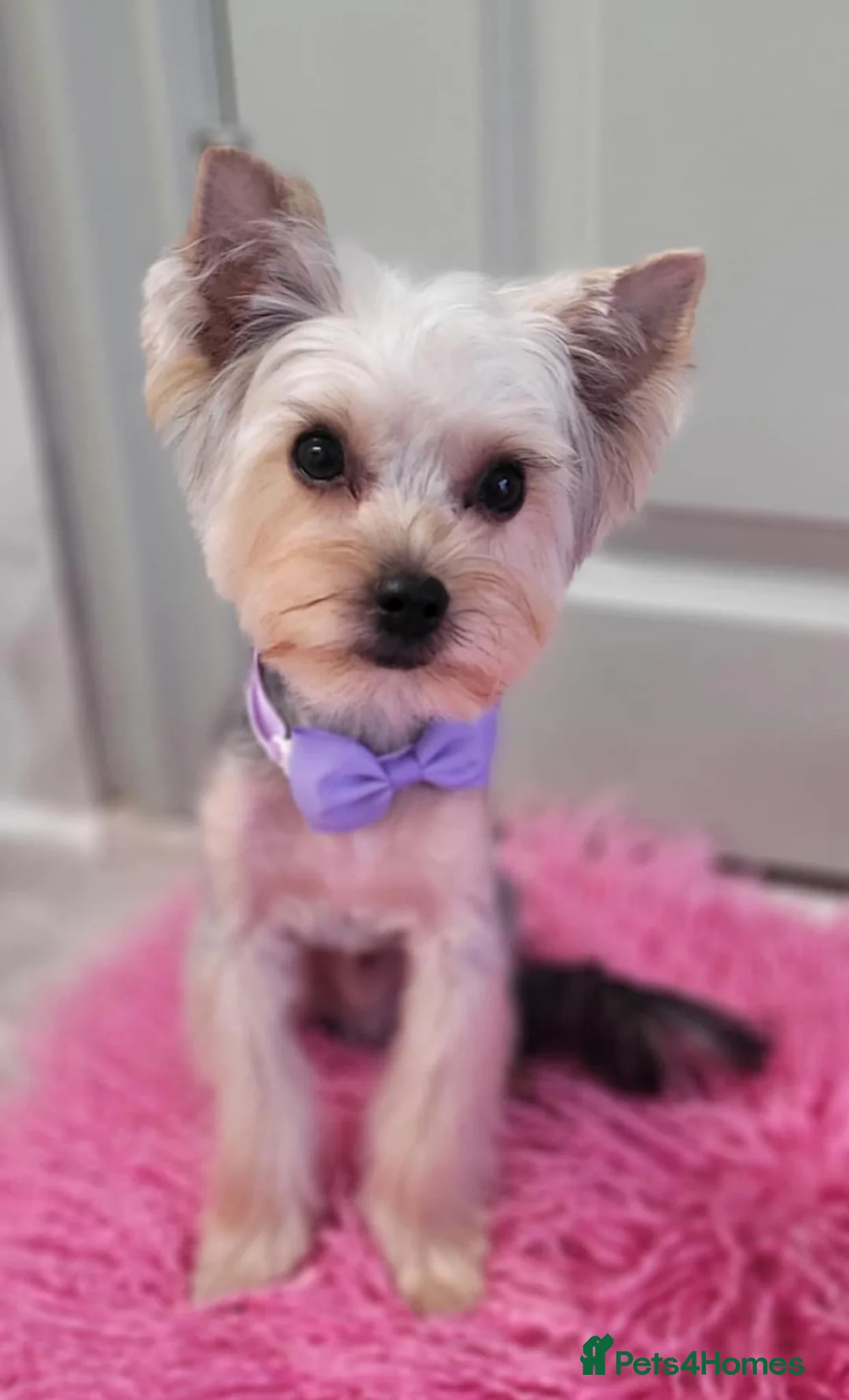 Yorkshire Terrier dogs for sale: Adorable Bonnie Yorkshire Terrier Puppy  - Advert 12