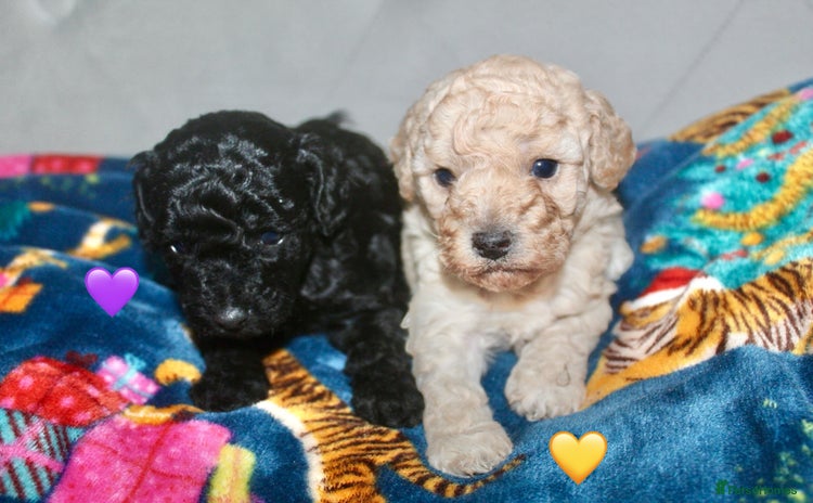 Cockapoo dogs Health tested Asian toy Cockapoo puppies  - Advert 1