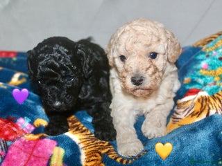 Cockapoo dogs Health tested Asian toy Cockapoo puppies - Advert 3