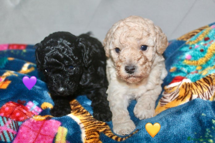 Cockapoo dogs Health tested Asian toy Cockapoo puppies - Advert 1