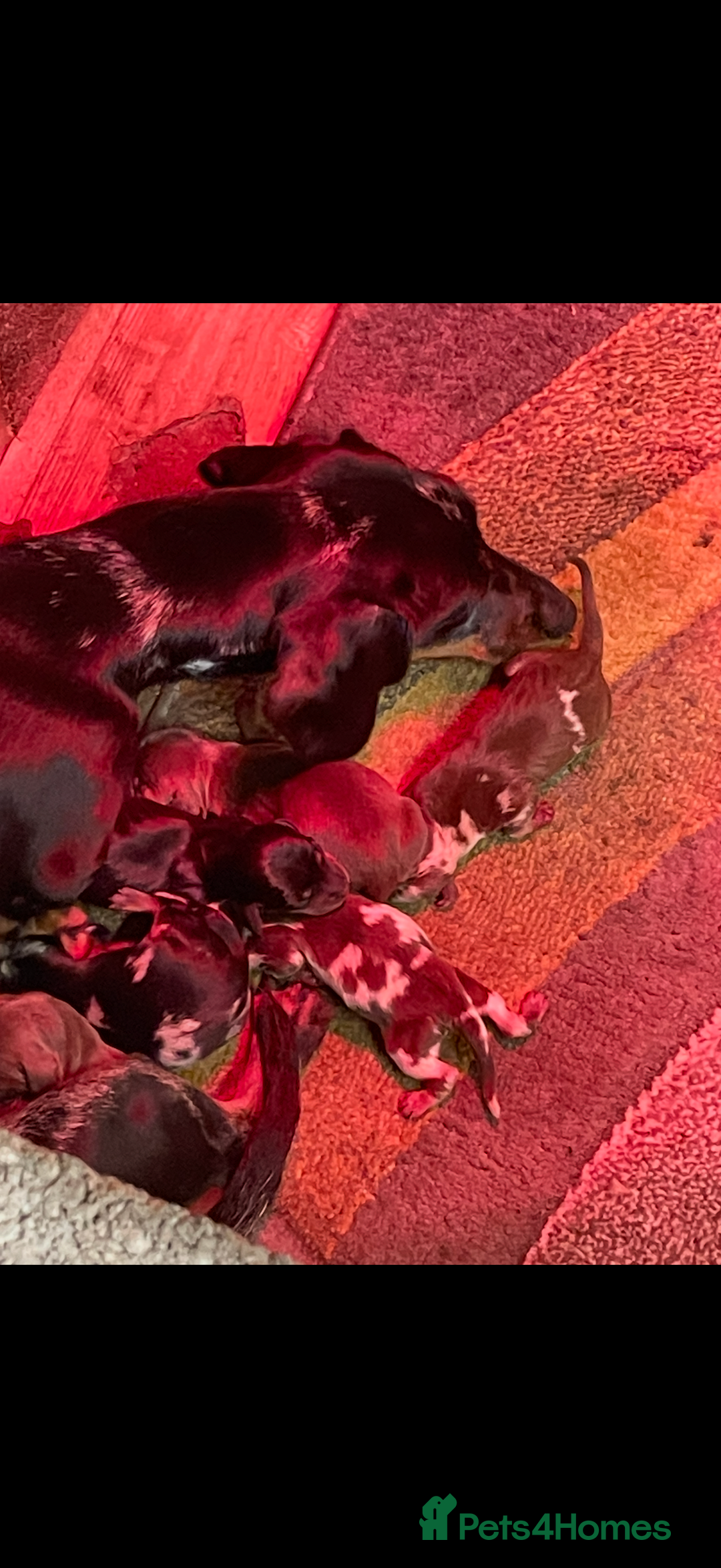 Dachshund dogs for sale: Dachshund Puppies - Image 18