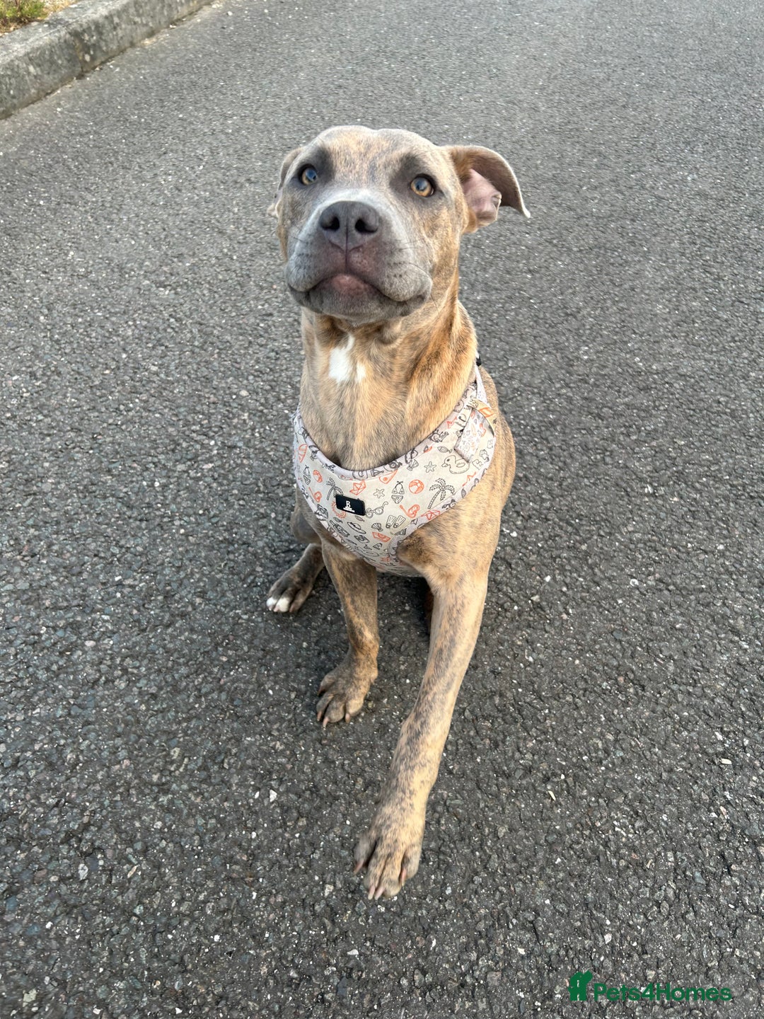 Staffordshire Bull Terrier dogs for sale: 1 year old staffy for rehoming.  - Advert 6