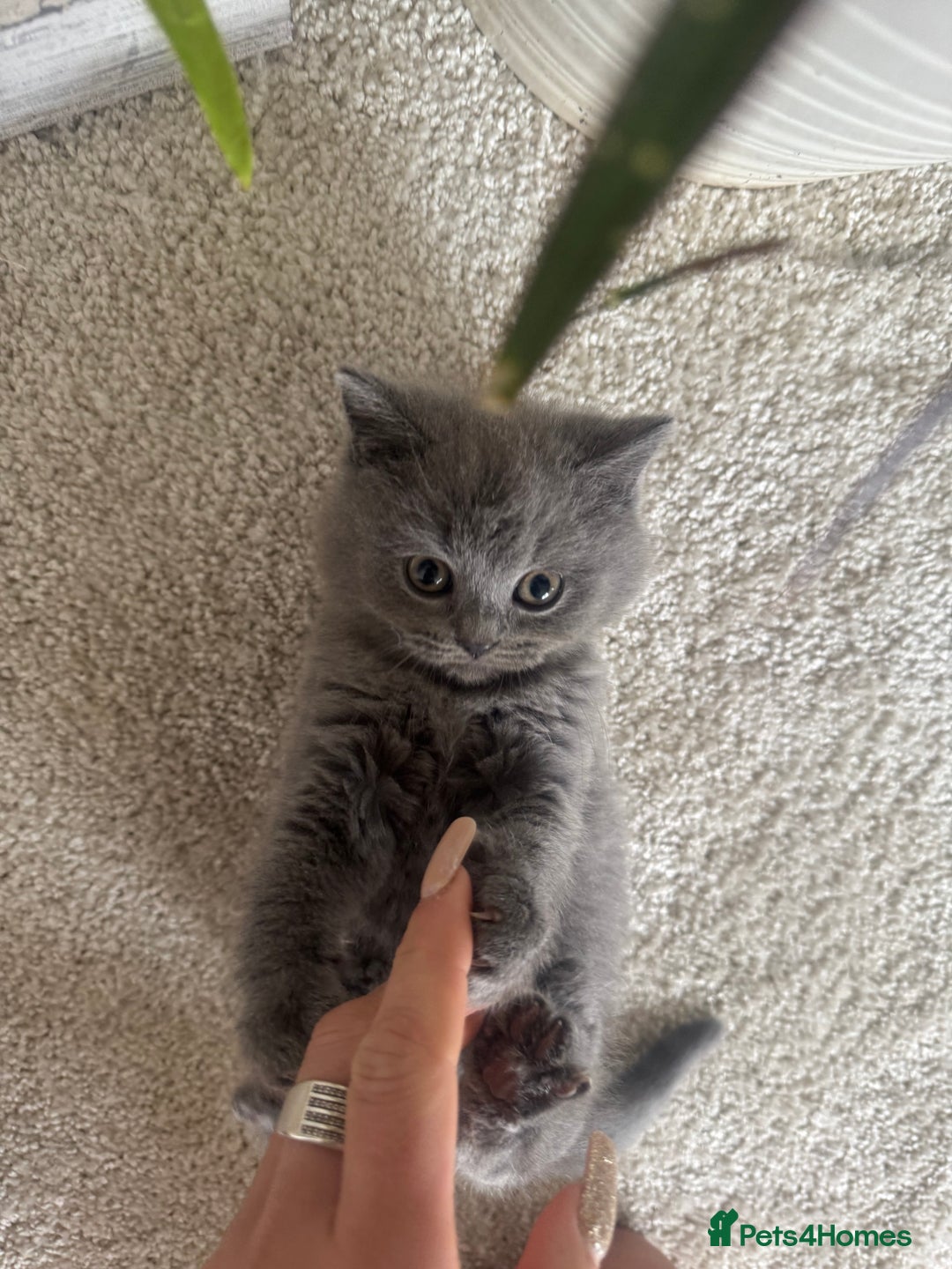 British Shorthair cats for sale: GCCF chunky blue British shorthair kittens😻🐾 - Image 7
