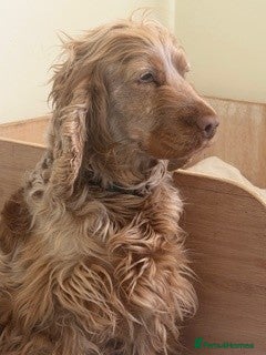 Cocker Spaniel dogs 3 year old Show Type Cocker Spaniel - Advert 1