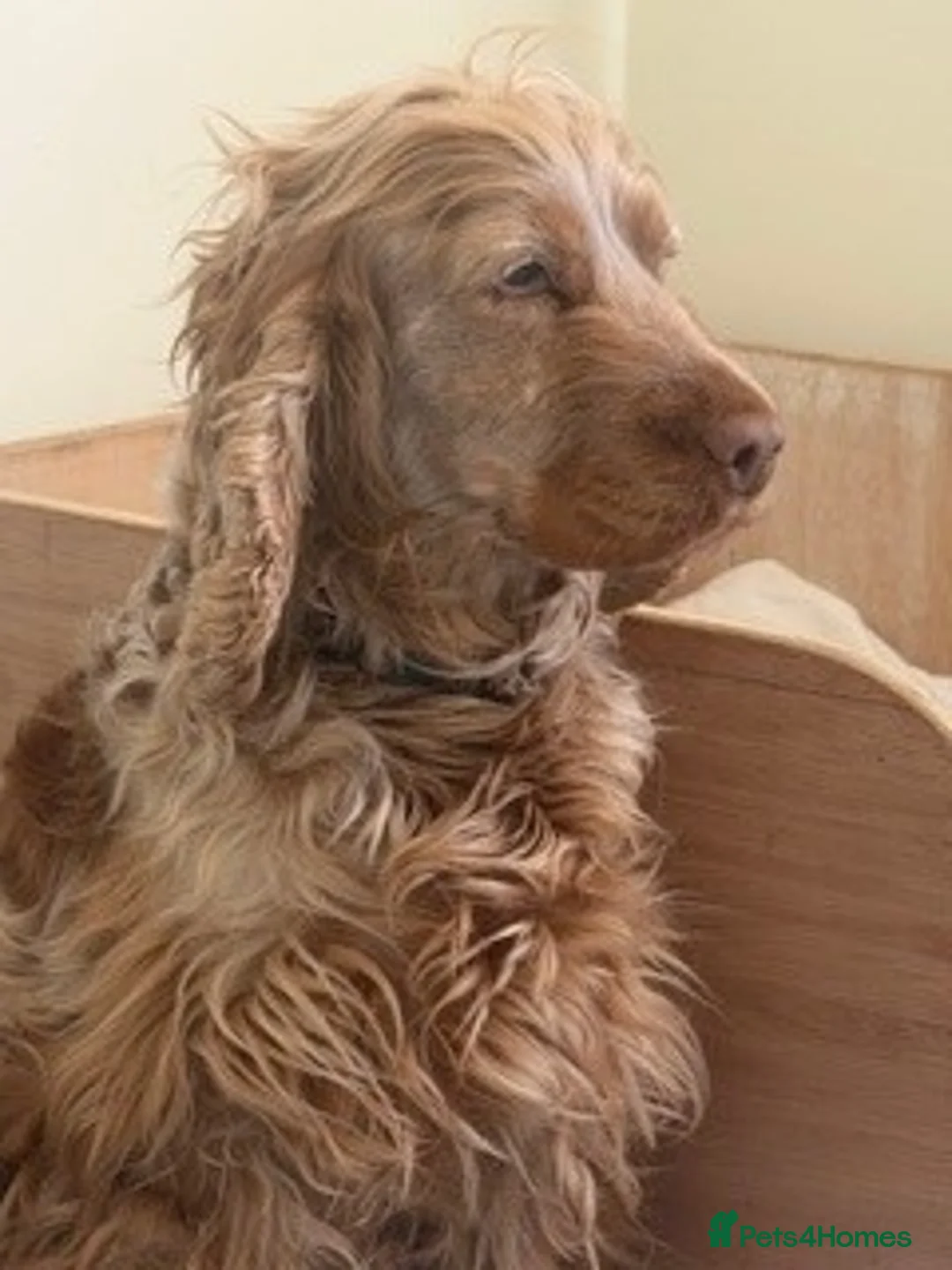 Cocker Spaniel dogs for sale: 3 year old Show Type Cocker Spaniel - Advert 1