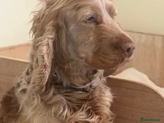 Cocker Spaniel dogs 3 year old Show Type Cocker Spaniel - Advert 2