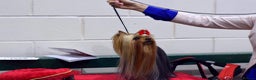 Yorkshire Terrier dogs for stud: 💚Yorkshire terrier sweet boy KC reg 💚 in Liverpool - Advert 6