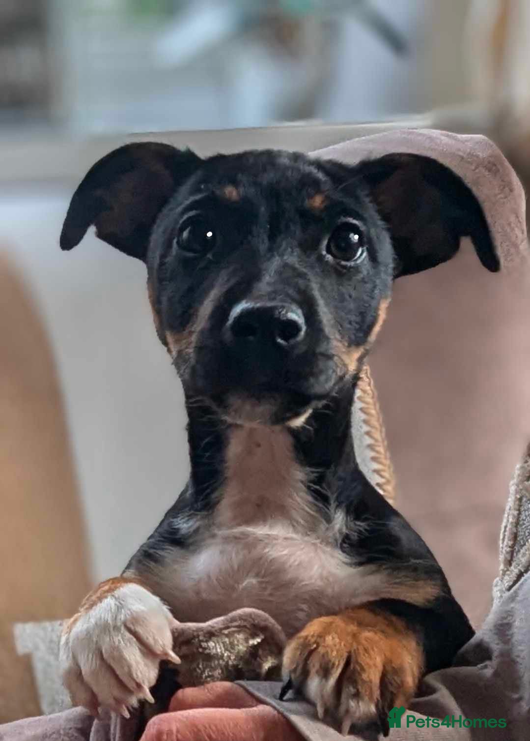 Jack Russell dogs Pure Male Jack Russell available for stud 🐶 in Holywell - Advert 4