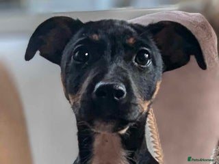 Jack Russell dogs in Holywell - Advert 1