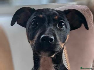 Jack Russell dogs for stud: Pure Male Jack Russell available for stud š¶ in Holywell - Advert 1