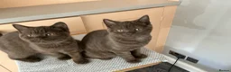 British Shorthair cats for sale: Beautiful chocolate female  - Advert 5