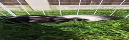 Guinea Pig rodents for sale: Lovely Guinea Pigs for Sale – Friendly & Healthy in Canvey Island - Advert 1