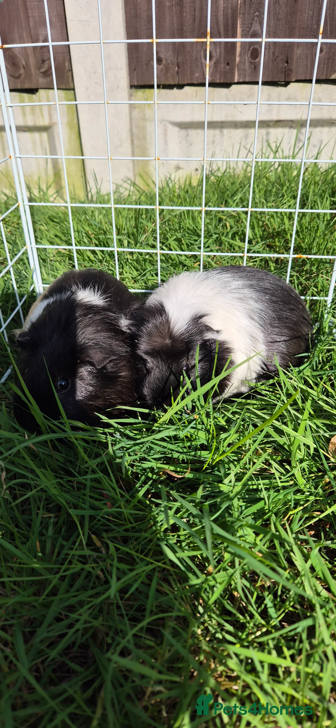 Guinea Pig rodents for sale: Lovely Guinea Pigs for Sale – Friendly & Healthy in Canvey Island - Advert 1