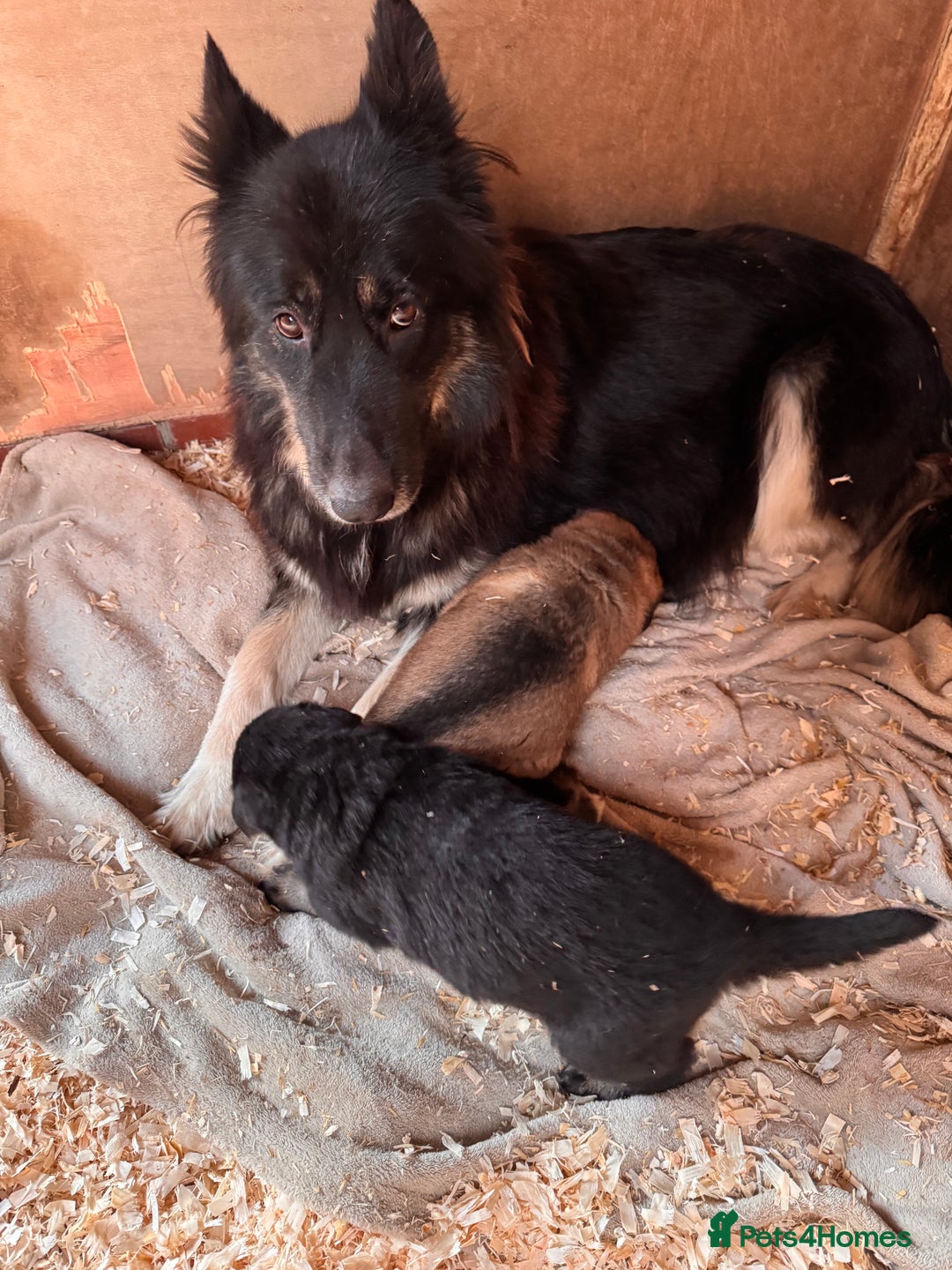 German Shepherd dogs for sale: 4 stunning german Shepherd pups. Very chunky.  - Image 13