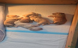 Mixed Breed dogs for sale: Gorgeous puppies for sale - Advert 8