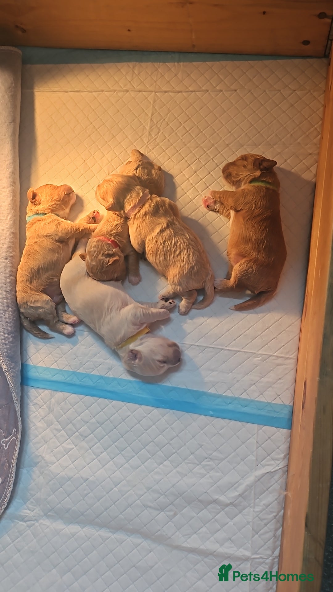 Mixed Breed dogs for sale: Gorgeous puppies for sale - Advert 8