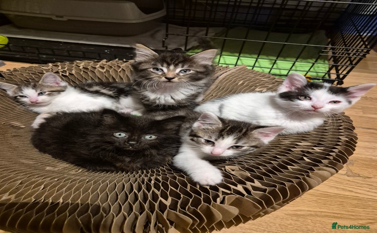 Mixed Breed cats - Advert 2
