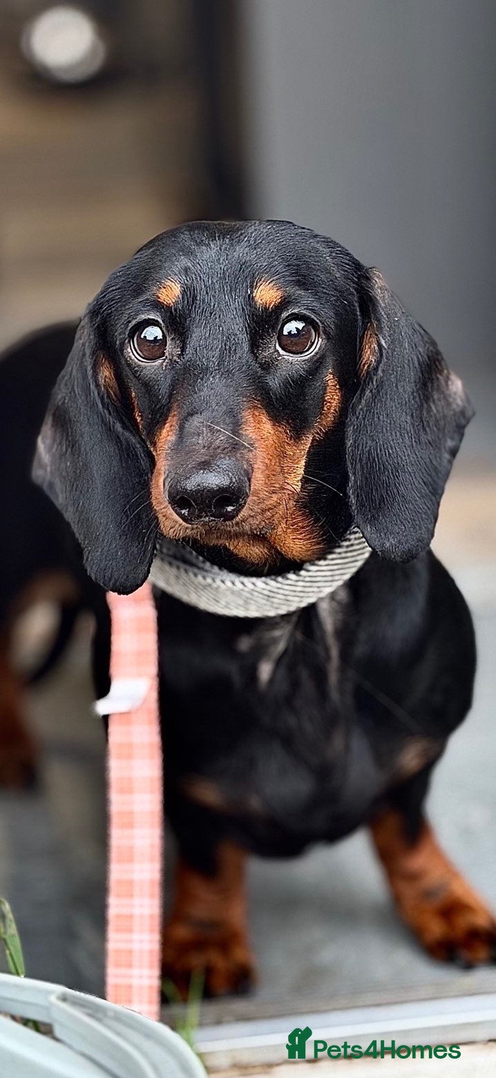 Dachshund dogs Cara  - Advert 9