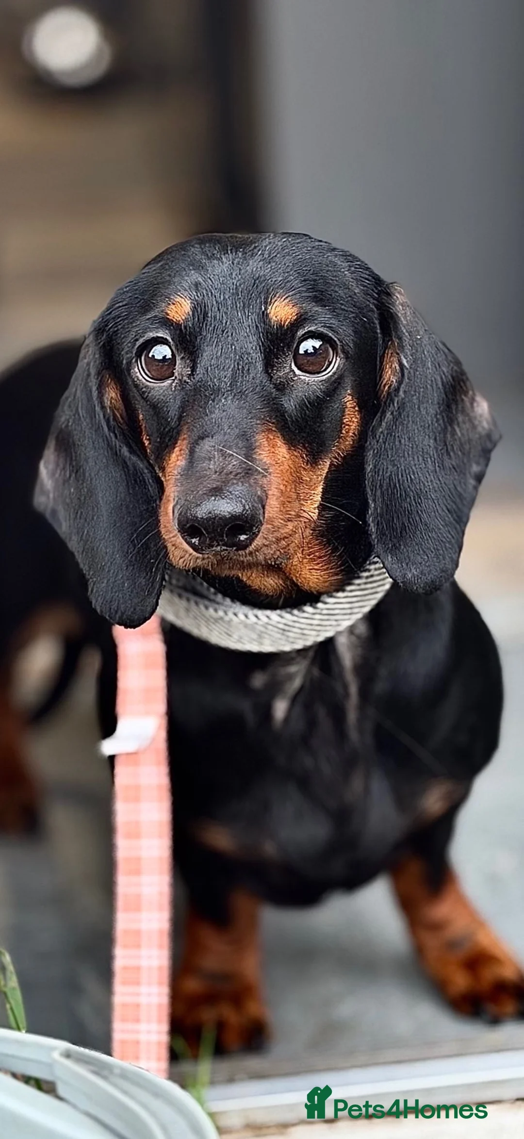 Dachshund dogs for sale: Cara  in Lichfield - Advert 1