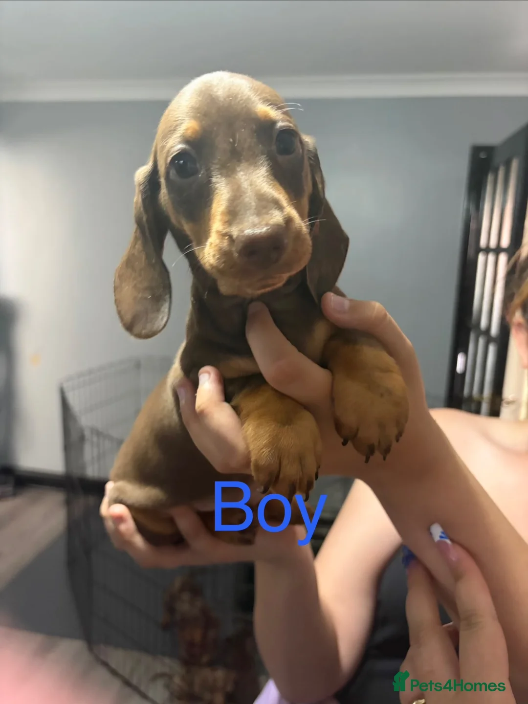 Miniature Dachshund dogs for sale: Miniature dachshund puppies in Willenhall - Advert 2