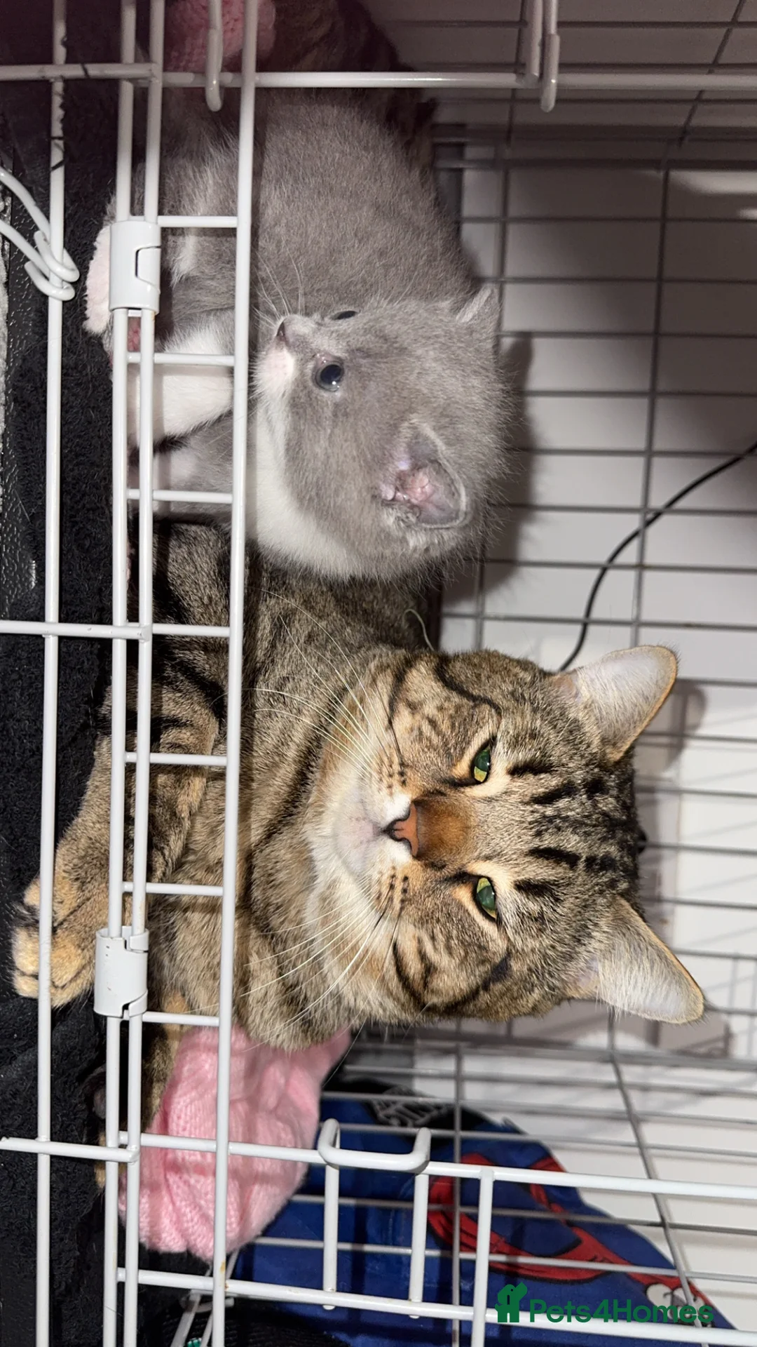 Mixed Breed cats for sale: Persian blue Russian & Tabby - Advert 14