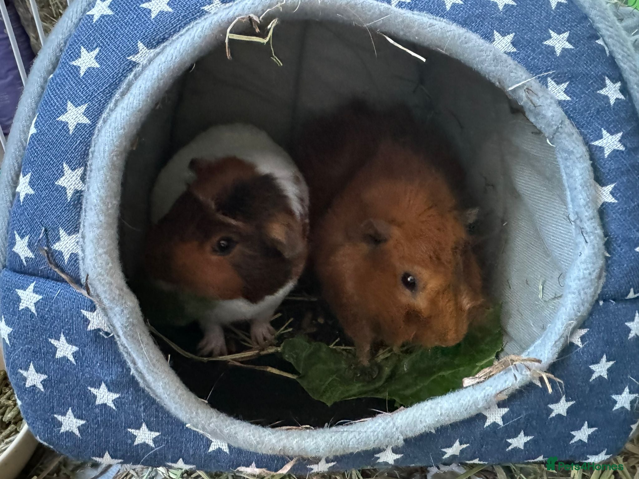 Guinea Pig rodents 2 male Guinea Pigs - Advert 1