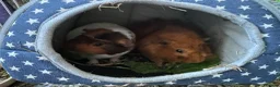Guinea Pig rodents for sale: 2 male Guinea Pigs in Hassocks - Advert 1