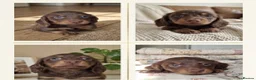 Miniature Dachshund dogs for sale: KC Pedigree Long Hair Mini Dachshund boy & girls - Advert 5