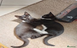 British Shorthair cats for sale: Kittens for sale.  - Image 6