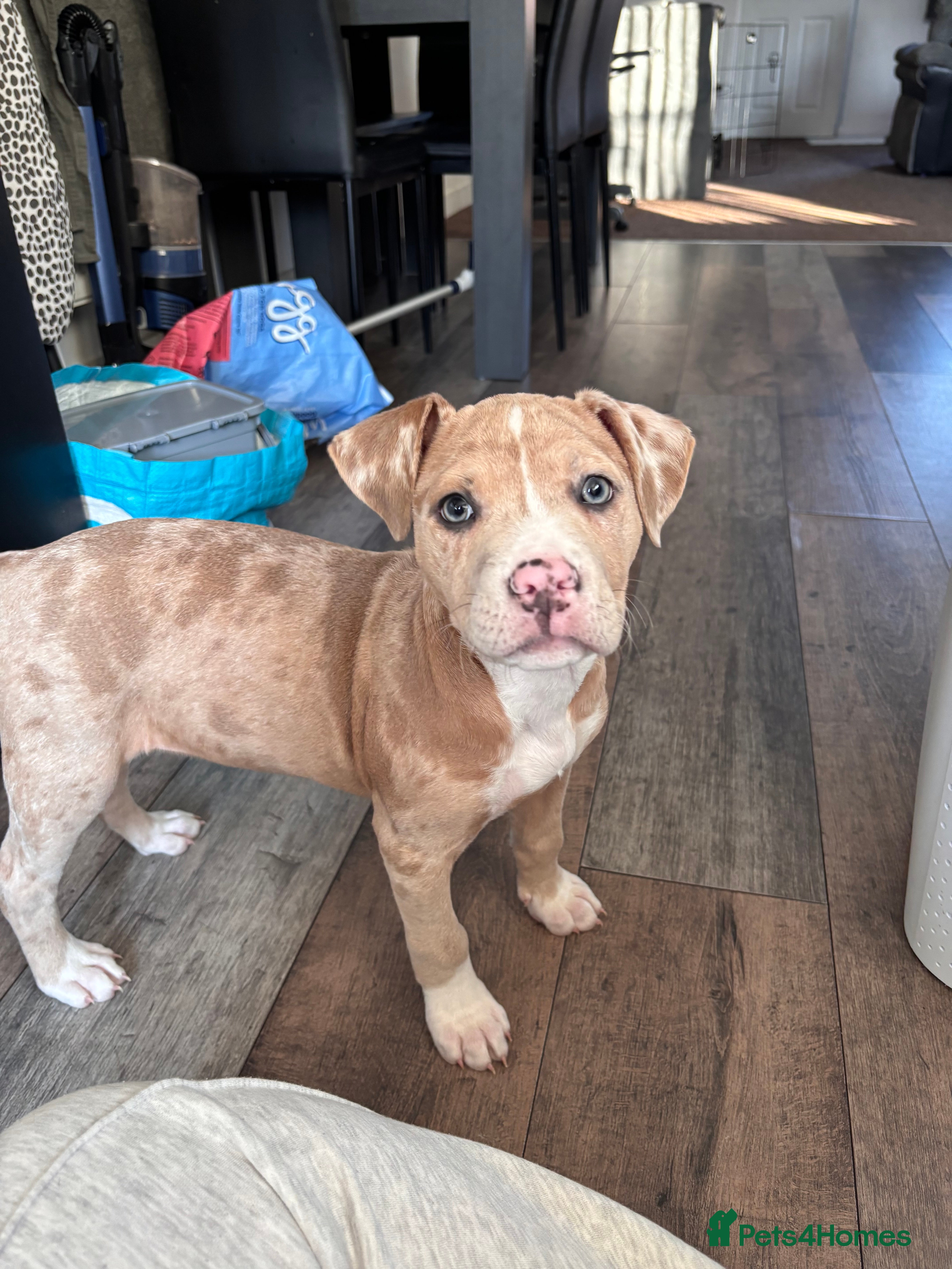 Mixed Breed dogs Puppy for sale  - Advert 2