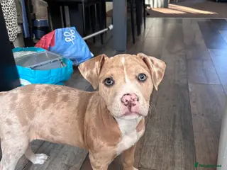 Mixed Breed dogs Puppy for sale - Advert 2