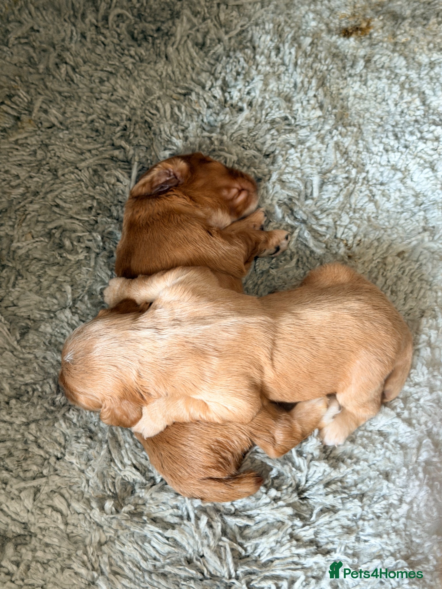 Cocker Spaniel dogs for sale: Working Cocker Pups- Exceptional pedigree  in Sandbach - Advert 11