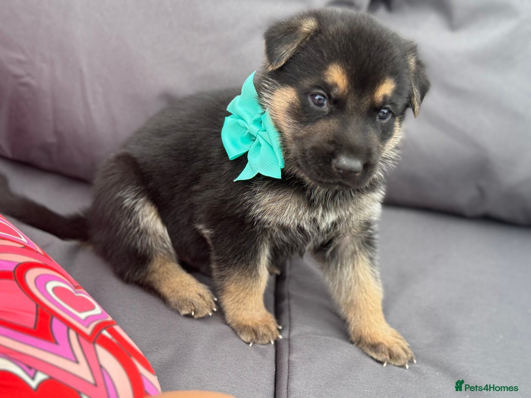 German Shepherd dogs for sale: Short coat straight back German Shepard  in Wolverhampton - Image 14